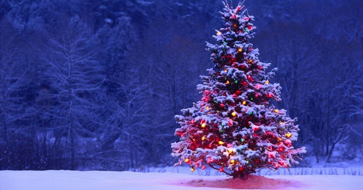 Enigma Tool and DiagProg 4 Christmas offer